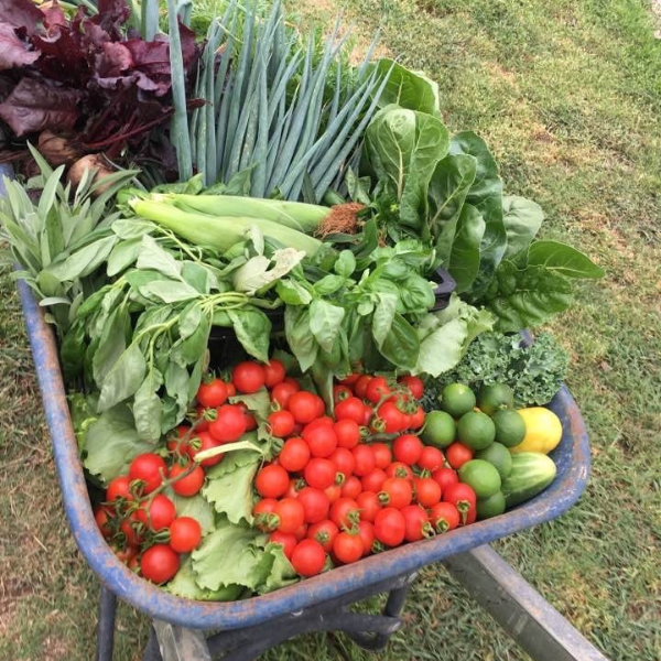 Veggie Boxes